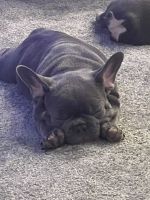 French Bulldog Puppies for sale in Carmichael, CA, USA. price: $2,000