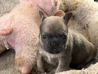 French Bulldog Puppies for sale in Spiro, OK 74959, USA. price: $2,000