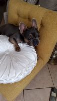 French Bulldog Puppies for sale in Oceanside, CA, USA. price: $2,000