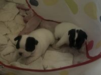 French Bulldog Puppies for sale in Phoenix, AZ, USA. price: $2,700