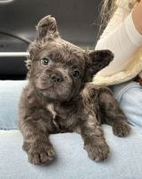 French Bulldog Puppies for sale in New York, NY, USA. price: $4,000