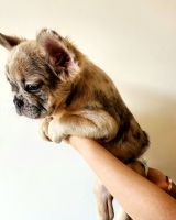 French Bulldog Puppies for sale in New York, NY, USA. price: $3,800