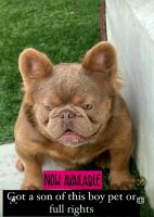 French Bulldog Puppies for sale in Riverbank, CA 95367, USA. price: $3,500