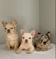 French Bulldog Puppies for sale in North Miami Beach, FL 33162, USA. price: $4,000