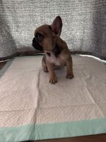French Bulldog Puppies for sale in Winchester, CA, USA. price: $3,500