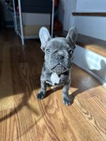 French Bulldog Puppies for sale in Belleville, NJ, USA. price: $4,000