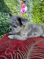 French Bulldog Puppies for sale in Long Beach, CA, USA. price: $5,000
