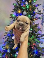 French Bulldog Puppies for sale in Milliken, CO, USA. price: $3,300