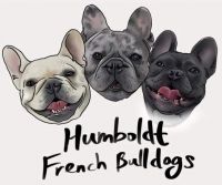 French Bulldog Puppies for sale in Humboldt County, CA, USA. price: $3,500