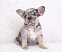 French Bulldog Puppies for sale in 37 Bowdoin St, Lawrence, MA 01843, USA. price: NA