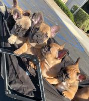 French Bulldog Puppies for sale in Upland, CA, USA. price: $1,050