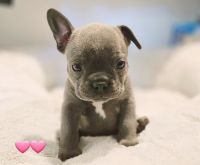 French Bulldog Puppies for sale in Miami, FL, USA. price: $4,500