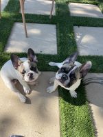 French Bulldog Puppies for sale in Willis, TX 77318, USA. price: $3,000