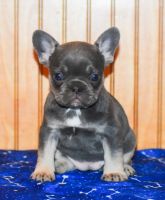 French Bulldog Puppies for sale in Greenville, TX 75402, USA. price: $1,800