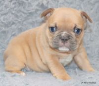 French Bulldog Puppies for sale in Allen, TX, USA. price: $3,000