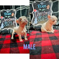 French Bulldog Puppies for sale in Roswell, NM, USA. price: $1,500