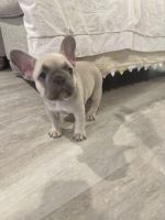French Bulldog Puppies for sale in Denver, CO 80233, USA. price: $3,500