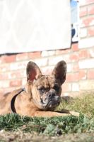 French Bulldog Puppies for sale in Gilroy, CA 95020, USA. price: $1,450