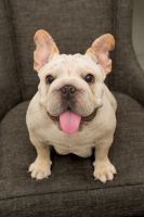 French Bulldog Puppies for sale in Irvine, CA, USA. price: $3,000