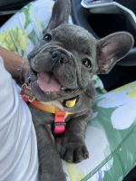 French Bulldog Puppies for sale in Irvine, CA, USA. price: $3,250