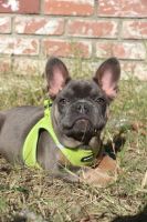 French Bulldog Puppies for sale in Gilroy, CA 95020, USA. price: $2,000