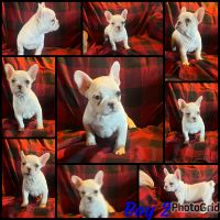 French Bulldog Puppies for sale in Ararat, NC 27007, USA. price: $1,800