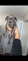 French Bulldog Puppies for sale in Glendale, AZ 85308, USA. price: $3,000