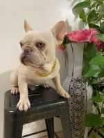 French Bulldog Puppies for sale in San Tan Valley, AZ, USA. price: $1,500