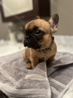 French Bulldog Puppies for sale in Cameron Park, CA, USA. price: NA