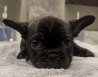 French Bulldog Puppies for sale in Cameron Park, CA, USA. price: $2,000