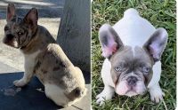 French Bulldog Puppies for sale in Bogue, NC 28570, USA. price: $2,200