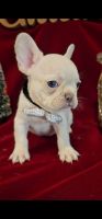 French Bulldog Puppies for sale in Mesquite, TX, USA. price: $4,500
