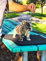 French Bulldog Puppies for sale in 7329 NW 56th St, Miami, FL 33166, USA. price: $2,800