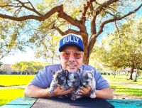 French Bulldog Puppies for sale in 7329 NW 56th St, Miami, FL 33166, USA. price: $1,800
