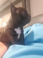 French Bulldog Puppies for sale in Memphis, TN, USA. price: $80,000
