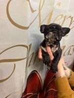 French Bulldog Puppies for sale in Syracuse, NY, USA. price: $4,000