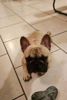 French Bulldog Puppies for sale in Jacksonville, FL, USA. price: $1,600