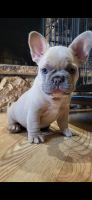French Bulldog Puppies for sale in Carmichael, CA 95608, USA. price: $3,000