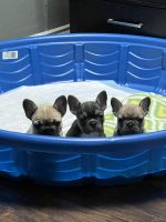 French Bulldog Puppies for sale in Hacienda Heights, CA, USA. price: $1,850