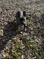 French Bulldog Puppies for sale in Tampa, FL, USA. price: $3,500