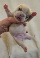 French Bulldog Puppies for sale in 2 Marysfield Dr, Brampton, ON L6P 0J3, Canada. price: $3,000