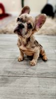 French Bulldog Puppies for sale in New York, NY, USA. price: $1,500