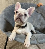 French Bulldog Puppies for sale in Chicago, IL, USA. price: $3,100