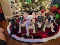 French Bulldog Puppies for sale in Early, TX 76802, USA. price: NA