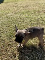 French Bulldog Puppies for sale in Phoenix, AZ, USA. price: $1,000