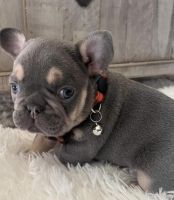 French Bulldog Puppies for sale in Canyon Lake, CA 92587, USA. price: $4,000