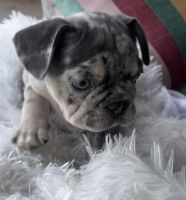 French Bulldog Puppies for sale in Canyon Lake, CA 92587, USA. price: $3,000