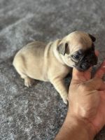 French Bulldog Puppies for sale in Oakland, TN, USA. price: NA