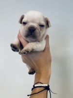 French Bulldog Puppies for sale in Kaysville, UT 84037, USA. price: $3,000