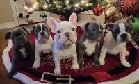 French Bulldog Puppies for sale in Early, TX 76802, USA. price: $3,200